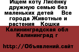 Ищем коту Лисёнку дружную семью без маленьких детей  - Все города Животные и растения » Кошки   . Калининградская обл.,Калининград г.